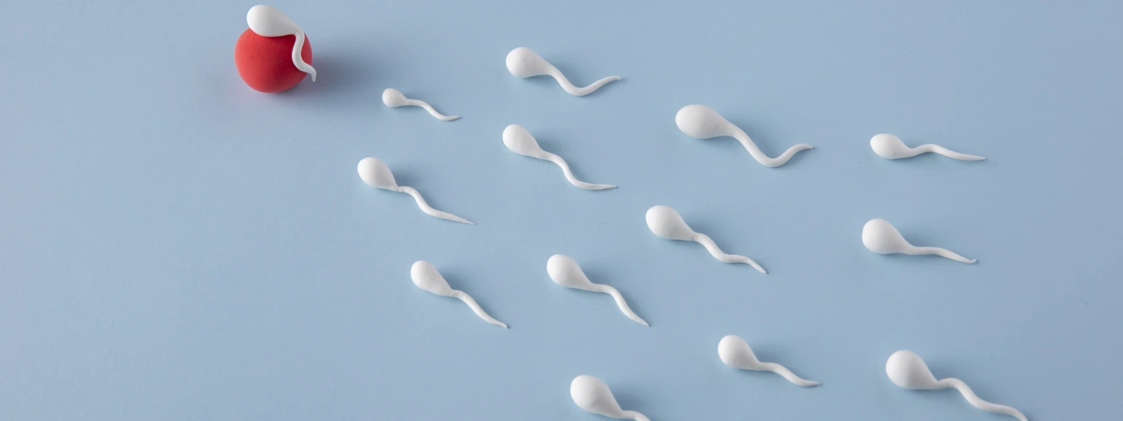 Sperm Kaç Gün Yaşar?