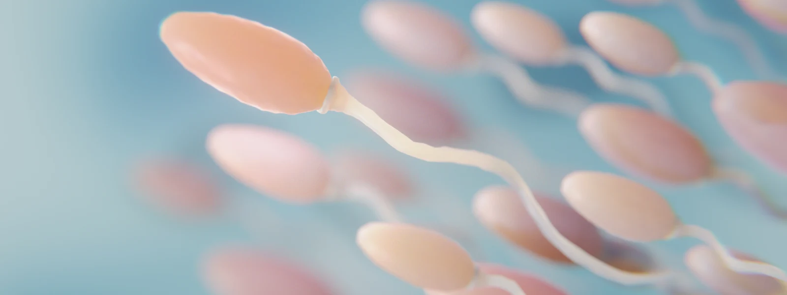Sperm Nedir?