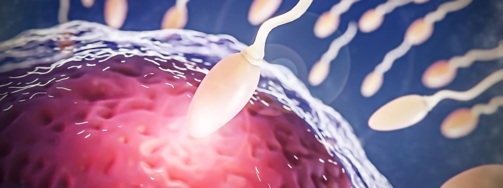Sperm Nelerden Oluşur?