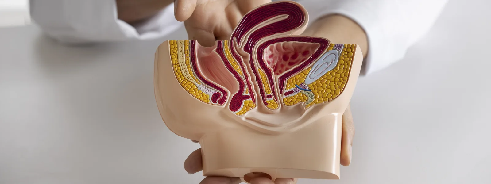 erkek üreme sistemi anatomisi